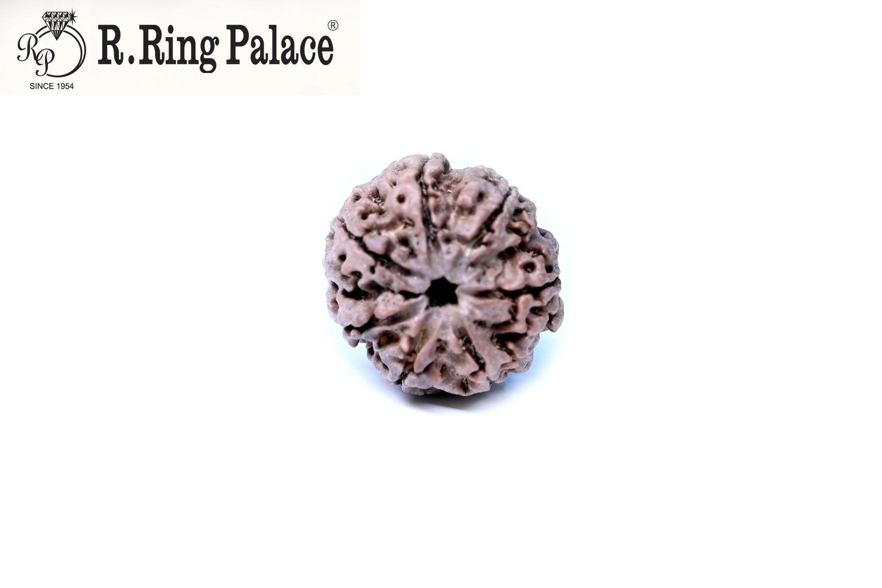 7 Mukhi Rudraksh